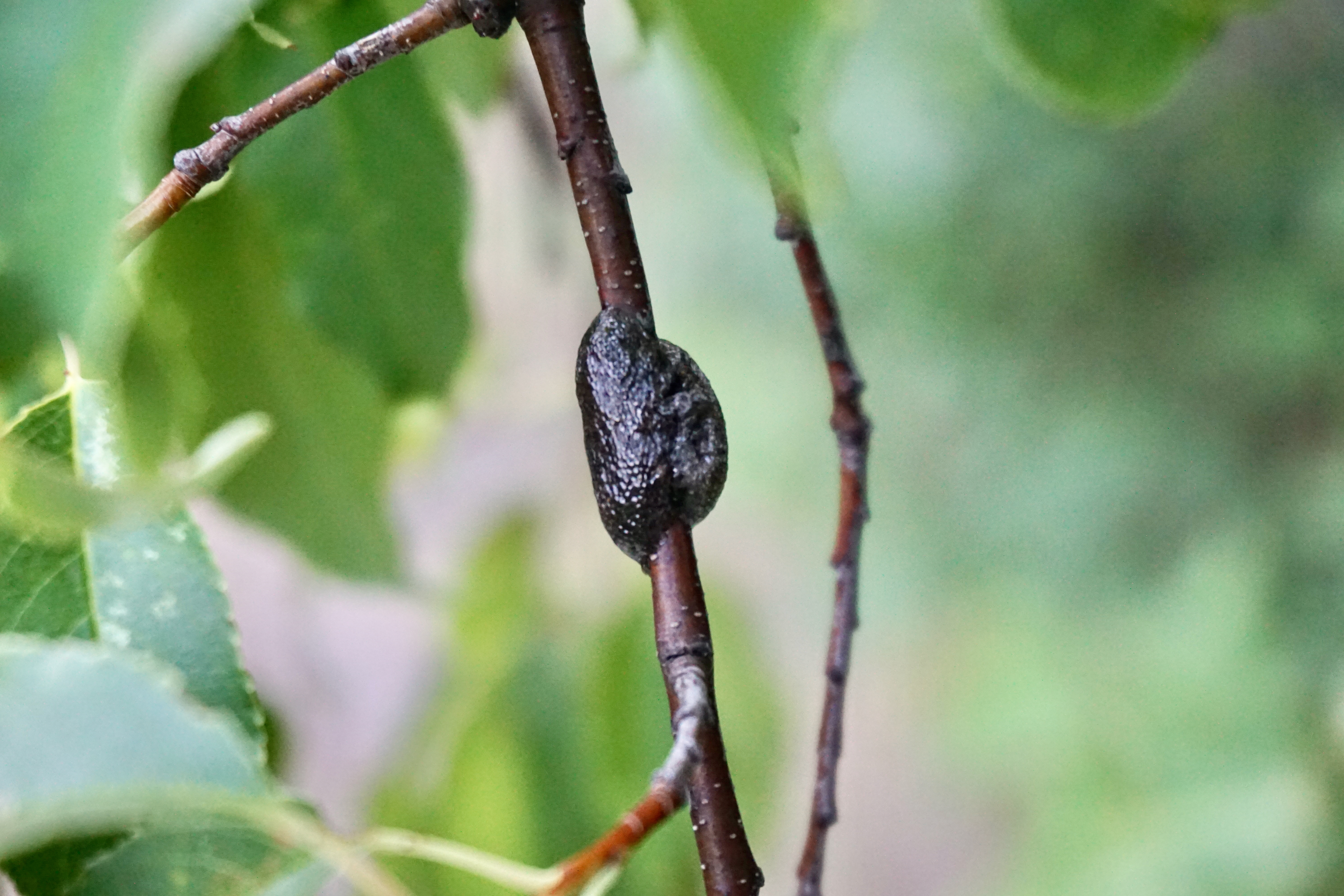 Close-up of a dark, shiny egg mass encircling a thin tree twig, with smooth, varnished appearance against a blurred green leafy background.